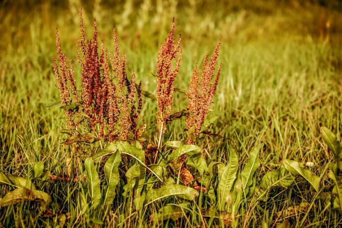 How Global Supply Chain Disruptions Are Impacting Sorrel Availability