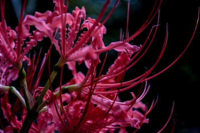 How Licorice Is Used in Confectionery Herbal Medicine and Beverages