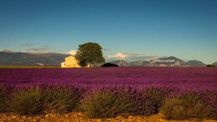How Mediterranean climate and limestone soils shape flavor in Provence wines