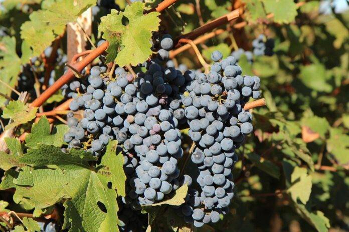 How Merlot is making a comeback with modern winemaking and marketing