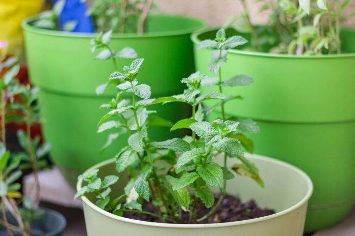 How Mints Are Made From Natural Menthol to Sugar Free Innovations.