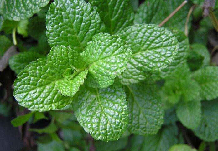 How Mints Are Used in Oral Care