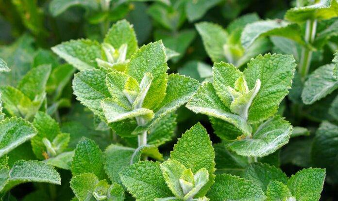 How Peppermints Are Made From Menthol Extraction to Candy Production