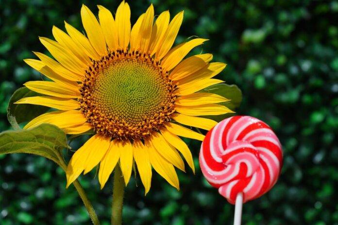 How Regional and Cultural Lollipop Traditions Influence Global Candy Trends