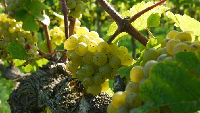 How Riesling pairs beautifully with spicy cuisine seafood and pork