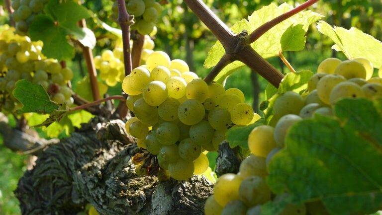 How Riesling pairs beautifully with spicy cuisine seafood and pork How Riesling pairs beautifully with spicy cuisine seafood and pork