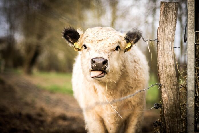 How Sheep Milk Yogurt Brands Compete in the Artisanal and Gourmet Dairy Market