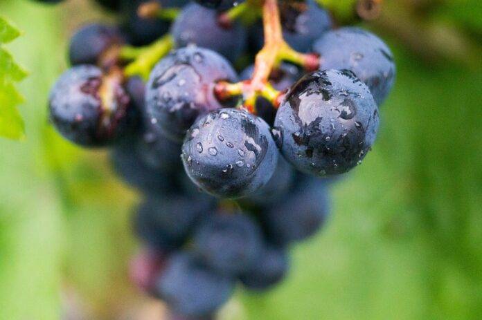 How acidity and salinity make Assyrtiko a world class white wine