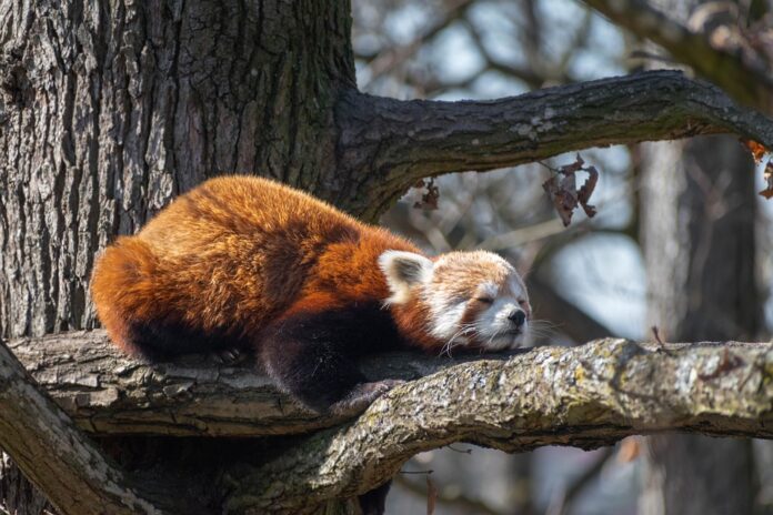 How beverage brands market sleep drinks for improved nightly routines