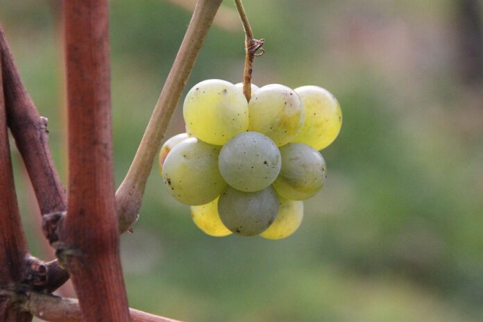 How climate and terroir influence the style and structure of Chardonnay