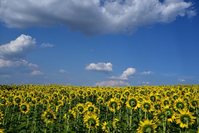 How coops and producers are adapting to market volatility
