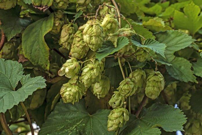 How different hop varieties influence flavor profiles in modern beer