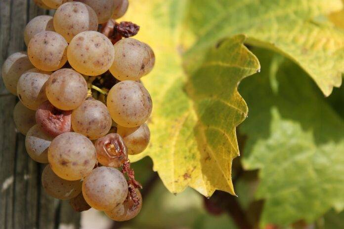 How educational campaigns are helping reposition Riesling in global markets