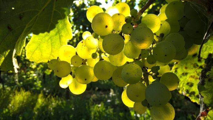 How granite soils and Atlantic breezes influence Vinho Verde freshness