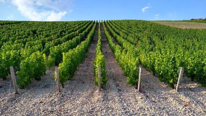 How green bell pepper and citrus define cool climate Sauvignon Blanc