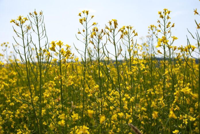 How regulatory frameworks are impacting canola oil trade dynamics