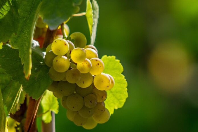 How skin contact and orange wine are redefining white wine categories