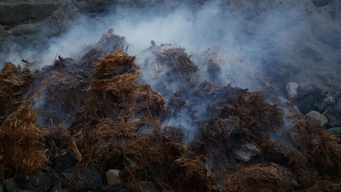How sustainability challenges impact wild agave harvesting for mezcal