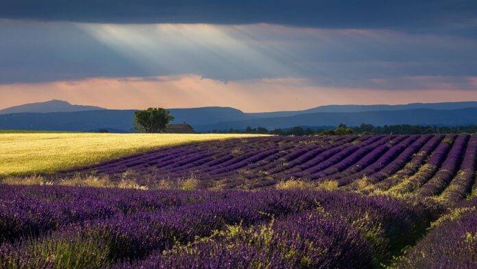 How sustainability is becoming central to winemaking in Provence