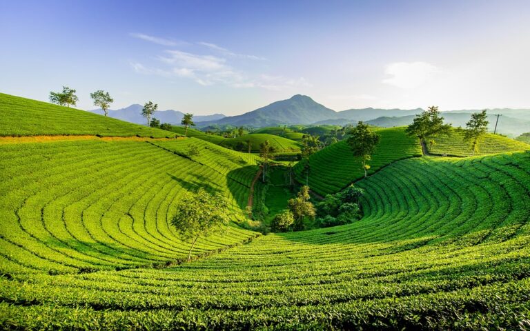 How tea concentrates are used in large scale beverage production How tea concentrates are used in large scale beverage production