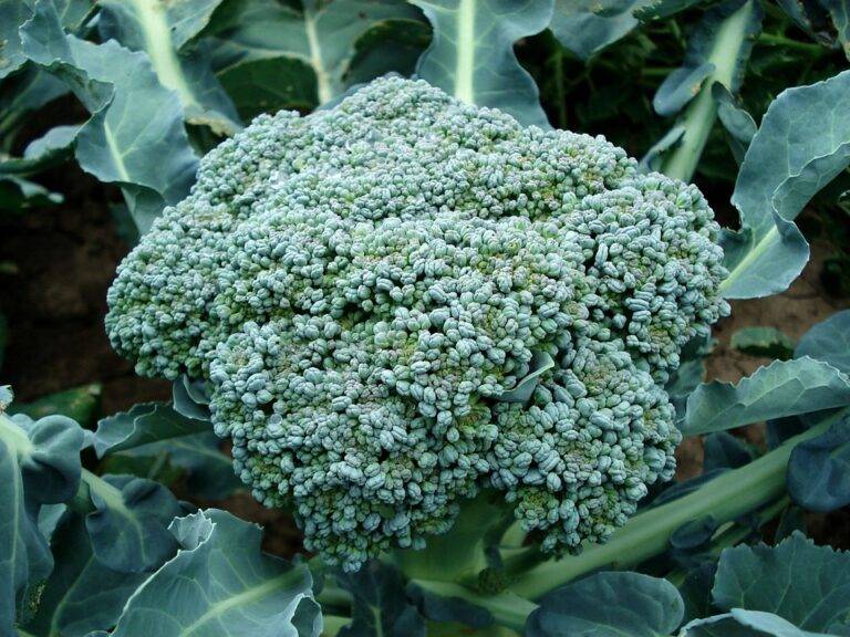 How the Global Supply Chain Disruptions Are Impacting Broccoli Availability How the Global Supply Chain Disruptions Are Impacting Broccoli Availability