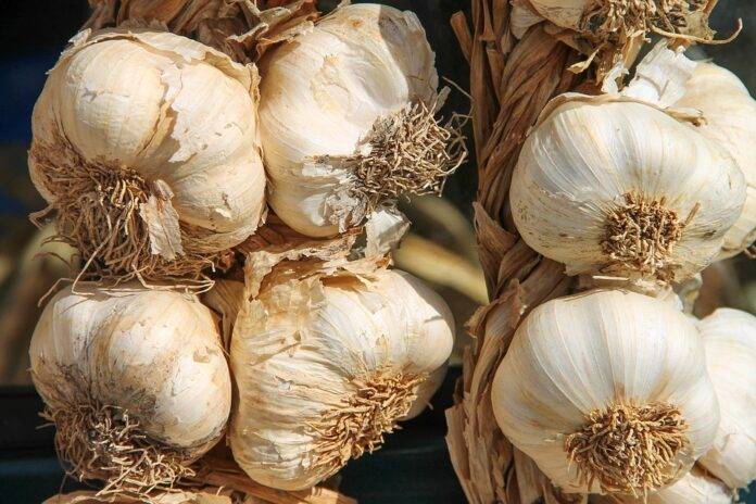 How the Global Supply Chain Disruptions Are Impacting Garlic Availability