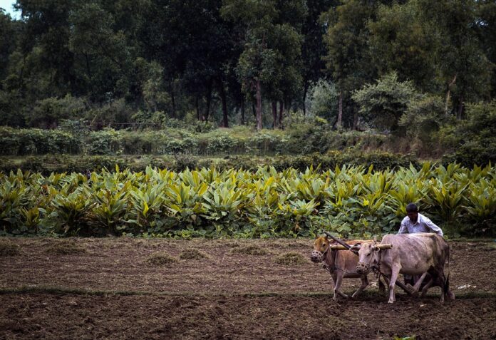 How tilling affects soil microbiome and long term fertility