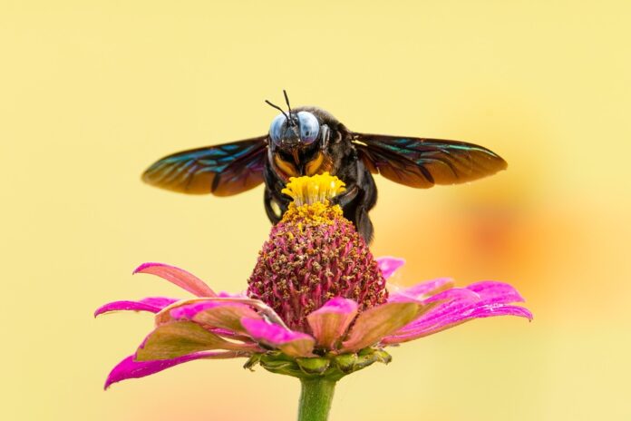 Insect based pet food is gaining global traction as a sustainable protein source
