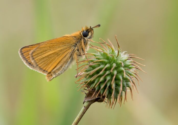 Insect protein offers a hypoallergenic alternative in dog and cat diets