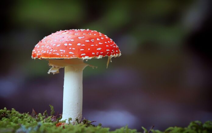 Leading manufacturers of mushroom product machinery worldwide