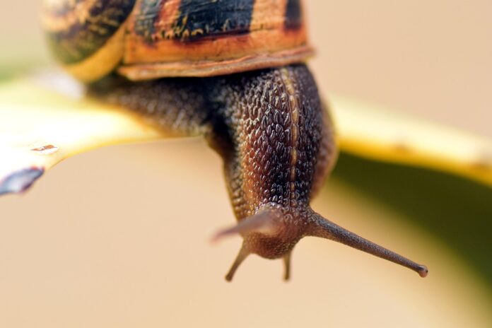 Logistics & Cold Storage Ensuring Fresh Edible Snail Supply Across Borders