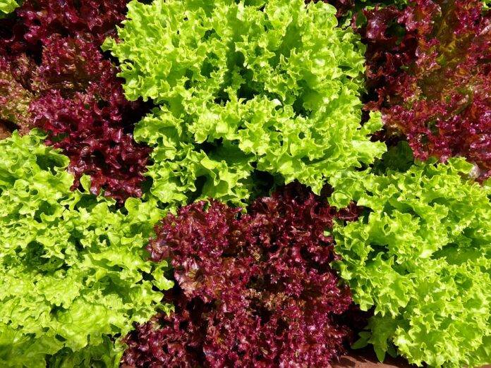 Logistics & Cold Storage Ensuring Fresh Lettuce Supply Across Borders