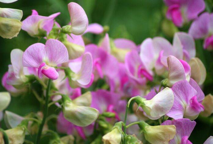 Logistics & Cold Storage Ensuring Fresh Pea Supply Across Borders