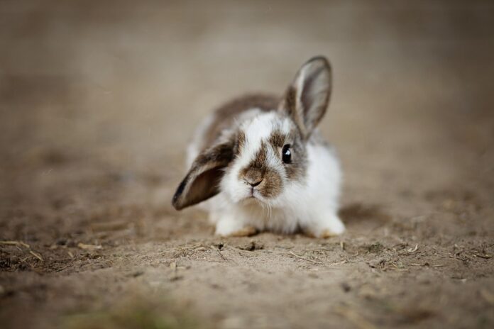 Logistics & Cold Storage Ensuring Fresh Rabbit Meat Supply Across Borders