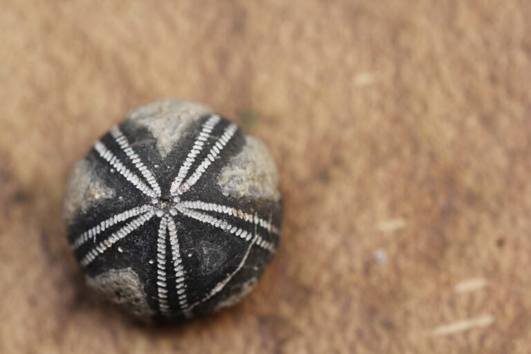 Logistics & Cold Storage Ensuring Fresh Sea Urchin Supply Across Borders Logistics & Cold Storage Ensuring Fresh Sea Urchin Supply Across Borders