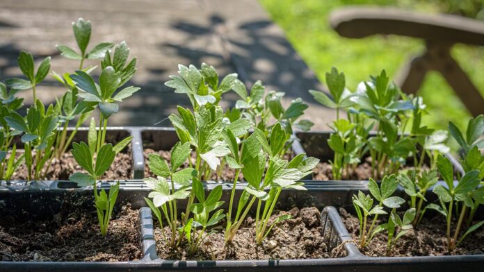 Logistics and Cold Storage Ensuring Fresh and Processed Lovage Supply Across Borders