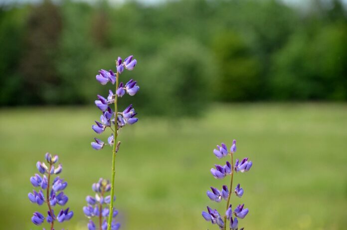 Logistics and Cold Storage Ensuring Fresh and Processed Lupin Supply Across Borders