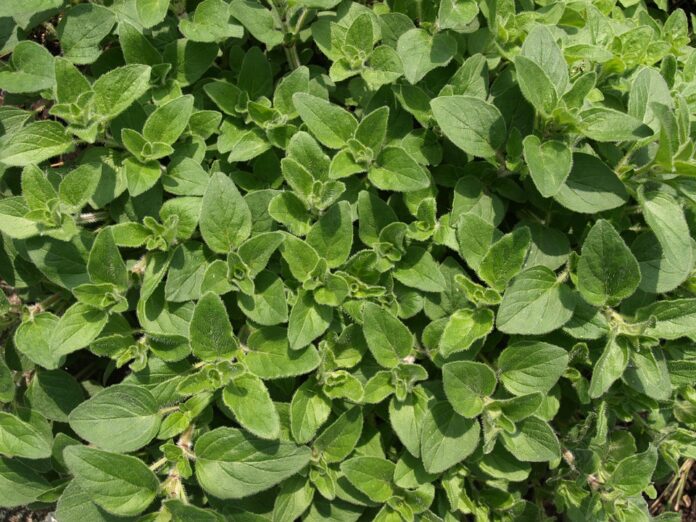 Logistics and Cold Storage Ensuring Fresh and Processed Oregano Supply Across Borders