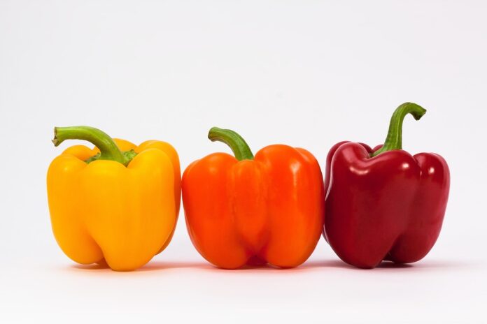 Logistics and Cold Storage Ensuring Fresh and Processed Paprika Supply Across Borders