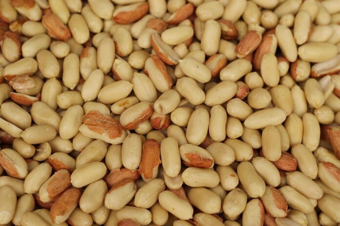 Logistics and Cold Storage Ensuring Fresh and Processed Peanut Supply Across Borders