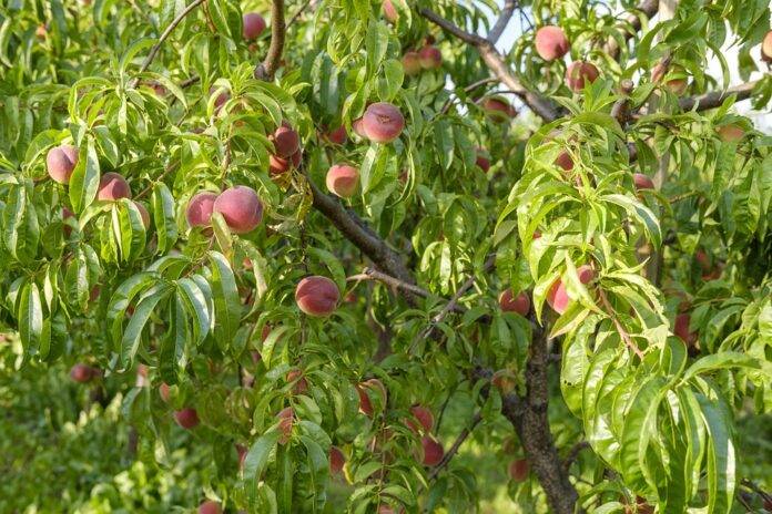 Low glycemic diets shift industry interest toward alternative fructose forms