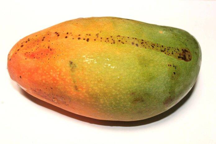 Mango Tariffs and Trade Agreements How Global Policies Shape Prices