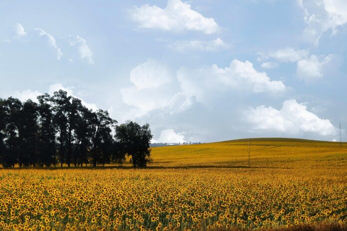 Marketing sunflower oil as a clean label heart healthy option