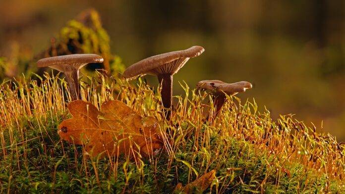 Mushroom packaging aligns with regenerative and zero waste goals