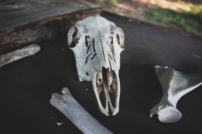 Natural bone packaging emphasizes sourcing and safety protocols