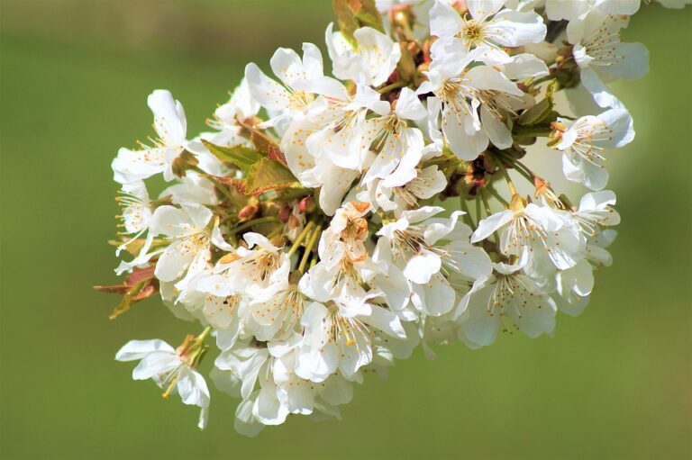 Natural fragrance ingredients sourced from fruits herbs and spices Natural fragrance ingredients sourced from fruits herbs and spices
