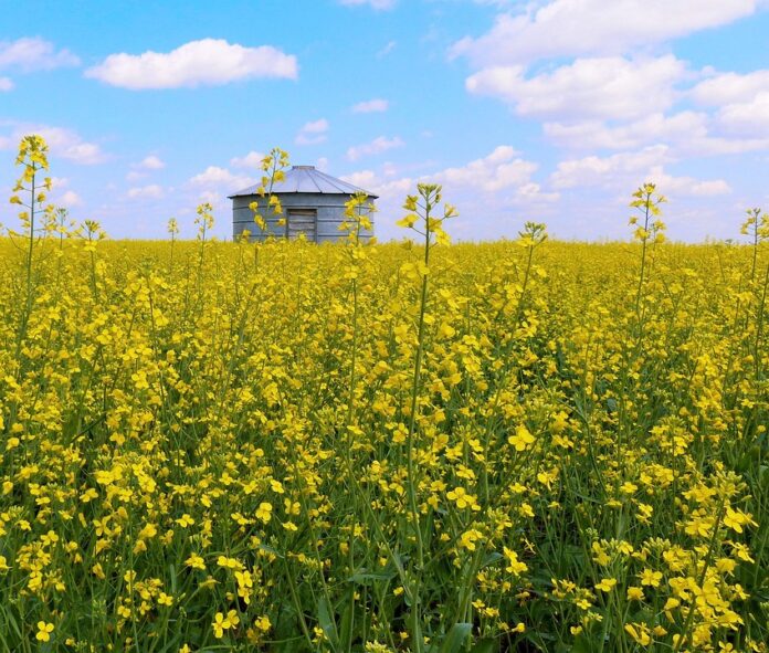 Off grid grain bins with solar ventilation and monitoring
