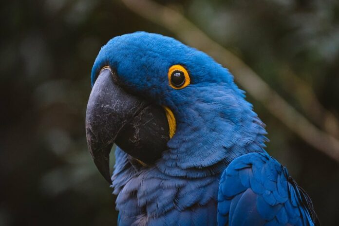 Organic and raw exotic pet foods gain traction in premium segments