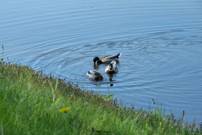 Organic duck feed attracts eco conscious small farm owners