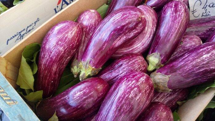 Organic vs Conventional Aubergine Farming Which Model is More Profitable